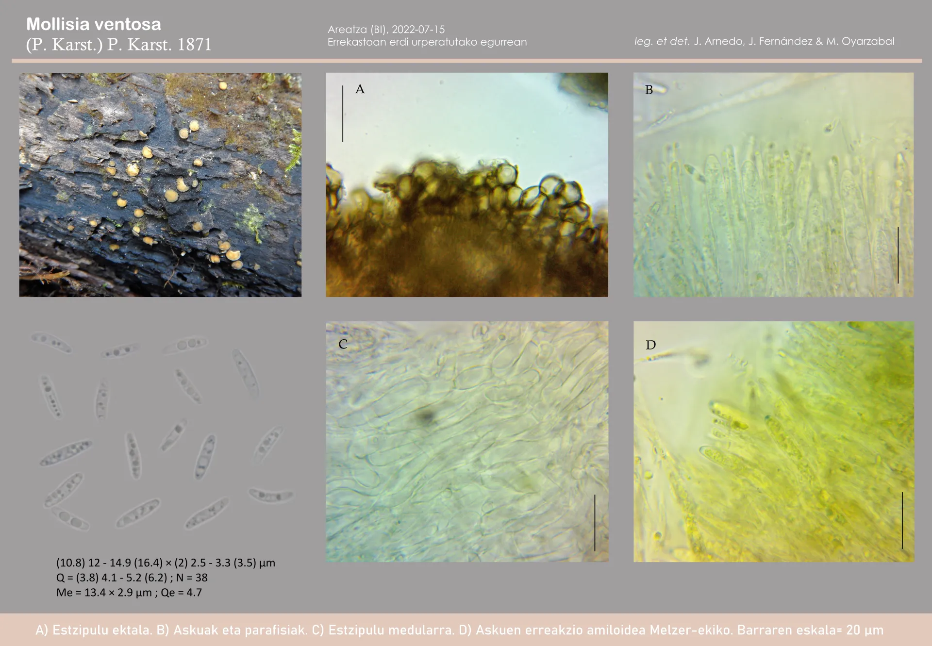 Microscopía de Mollisia ventosa